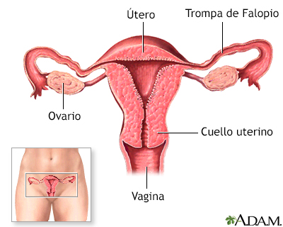 Píldoras anticonceptivas - Serie - Anatomía normal