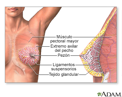 Mama o seno femenino