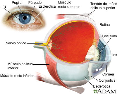 El ojo