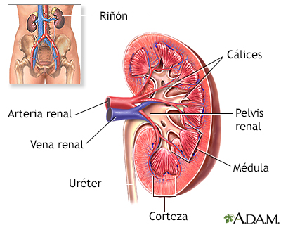 Anatomía del riñón