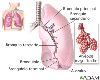 Los pulmones