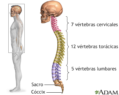 Columna vertebral