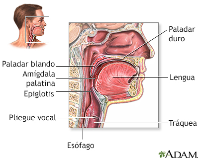 Anatomía de la garganta