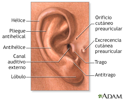 Hallazgos médicos basados en la anatomía del oído externo