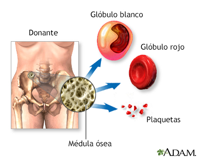 Anatomía normal