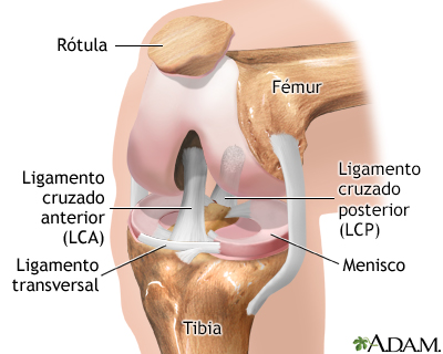 Anatomía normal