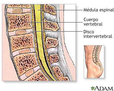 Anatomía normal