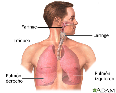 Anatomía normal