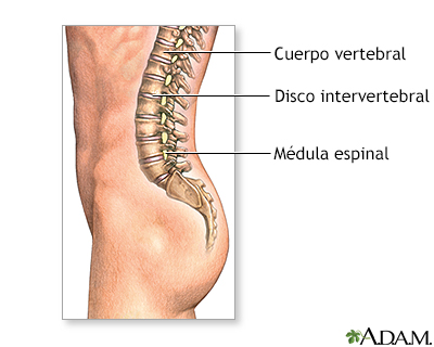 Fusión espinal - serie - Anatomía normal