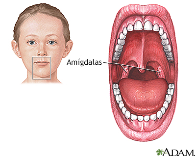 Anatomía normal