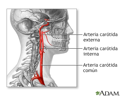 Anatomía normal