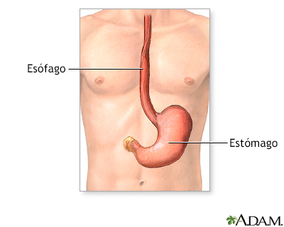 Anatomía normal