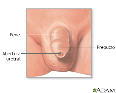 Anatomía normal