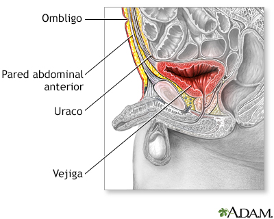 Anatomía normal