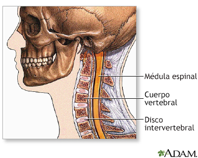 Anatomía normal