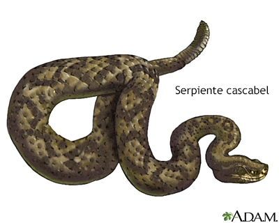 Serpiente cascabel