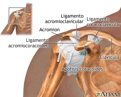 Anatomía normal