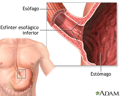 Anatomía normal