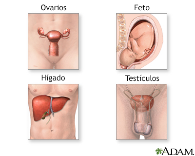 Alfa fetoproteína (AFP) - serie