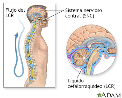 Anatomía normal