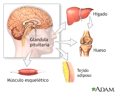 Prueba de estimulación de la hormona de crecimiento humano (GH) - serie