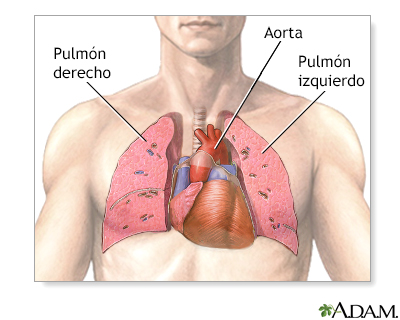 Anatomía normal