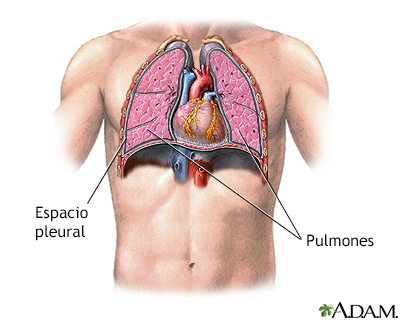 Anatomía normal