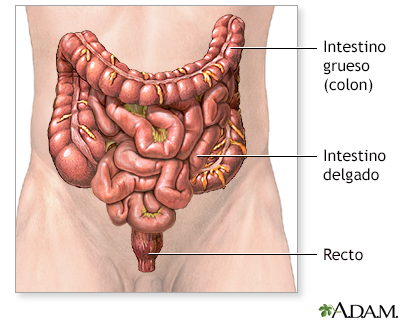 Anatomía normal