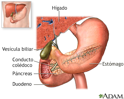 Anatomía normal