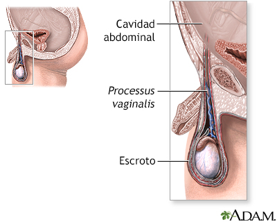 Anatomía normal