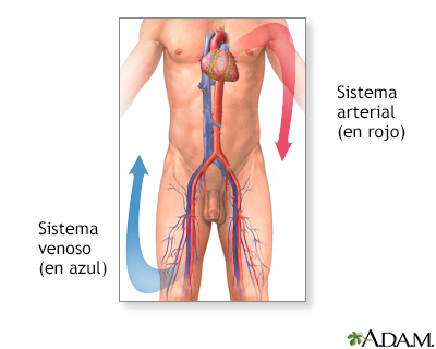 Trombosis venosa - serie - Anatomía normal