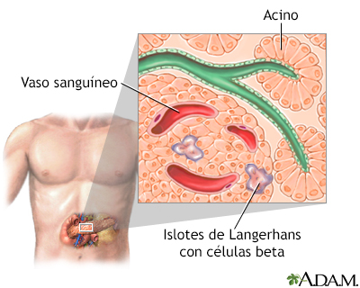 Islotes de Langerhans