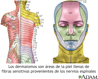 Dermatoma en el adulto