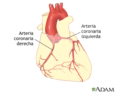 Anatomía normal