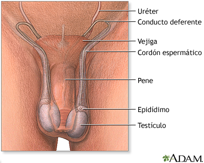 Reparación quirúrgica de la torsión testicular - serie