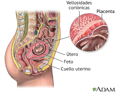 Prueba del vello coriónico