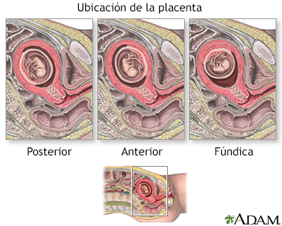 Muestra de Vellosidad Coriónica