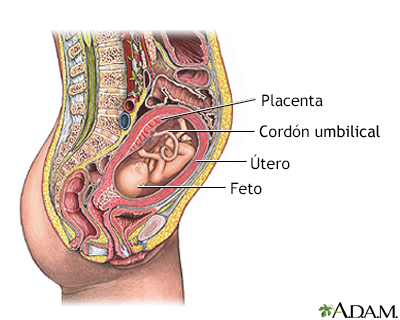 Anatomía normal