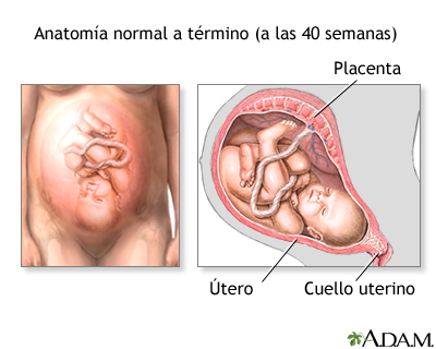 Anatomía normal