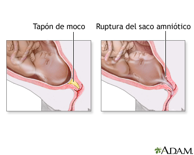 Cambios en el cuerpo antes de la labor de parto 2