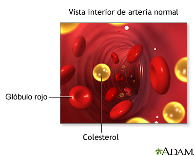 Colesterol