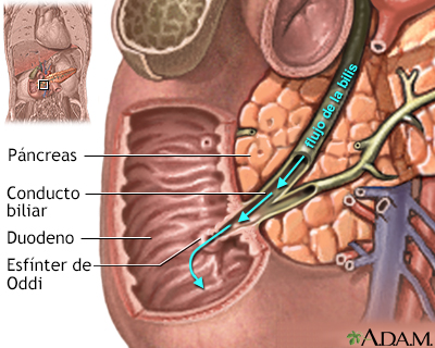 Anatomía normal