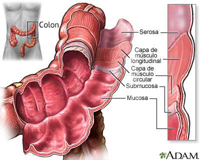 Estructura del colon