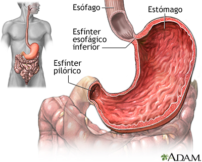 Estómago