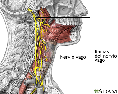 Papel del nervio vago en la epilepsia