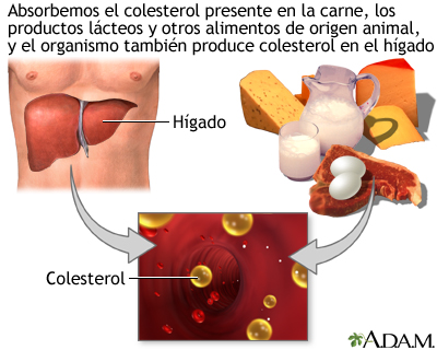 Productores de colesterol