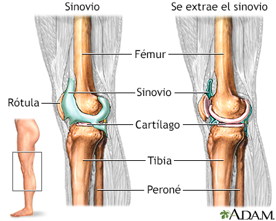 Articulación de la rodilla