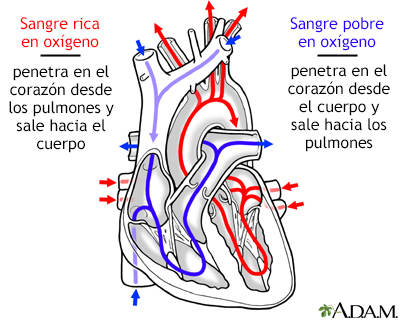 Circulación de la sangre a través del corazón