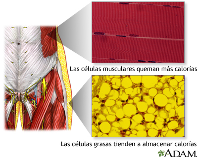 Células musculares vs células grasas