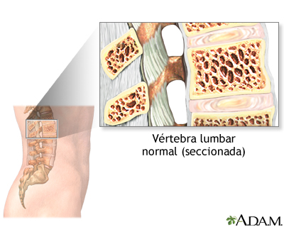 Anatomía normal